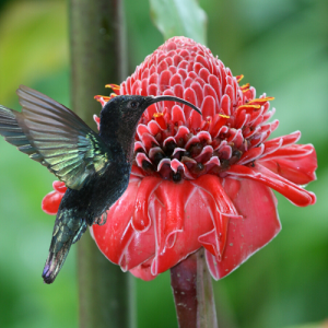 colibri