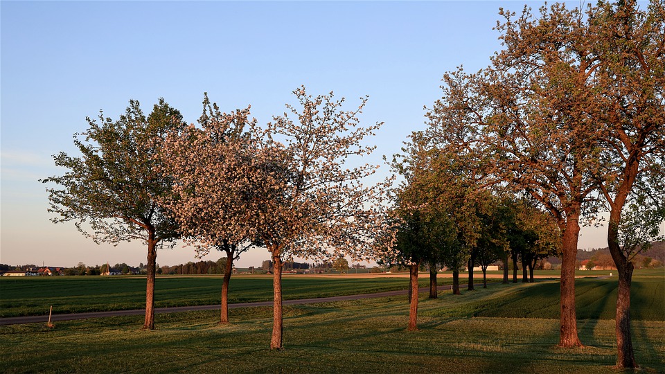 arbre jardin